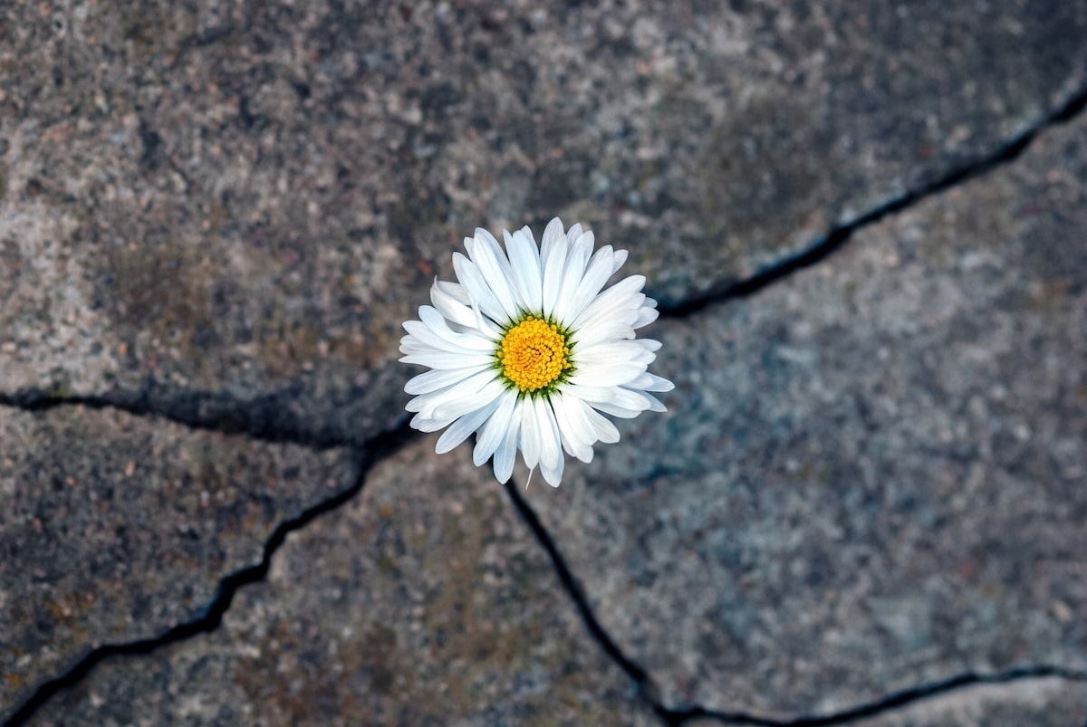 White daisy flower in the crack of an old stone slab - the concept of rebirth, faith, hope, new life, eternal soul - resilience